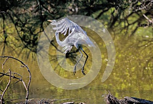 Great White Egret Launches into Flight