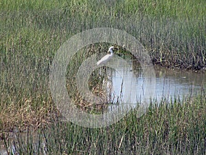 Great White Egret in Marsh