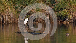 Great white egret in the marsh lake