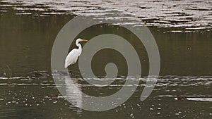Great white egret in the marsh lake