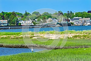 Great White Egret New Padnaram Bridge Harbor Village Dartmouth M