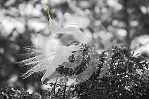 Great White Egret