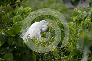 Great White Egret with mating plumage in the top of some trees