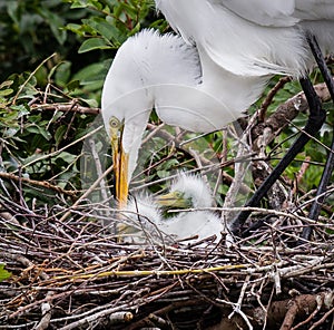 Great white egret mom tends to her newborns