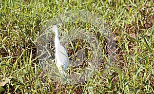 Great White Egret in Nature