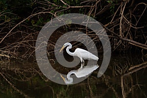 Great White Egret near tree covered shore with fish in its beak