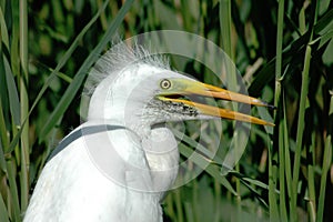 Great white egret on the nest