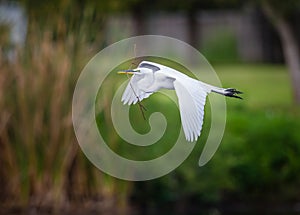 Great White Egret with nesting material in beak