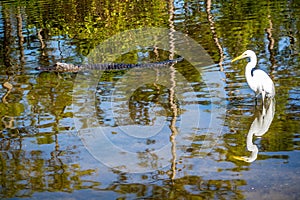 A Great White Egret in Orlando, Florida