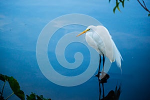 A Great White Egret in Orlando, Florida