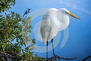 A Great White Egret in Orlando, Florida