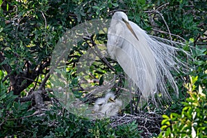 Great white egret parent watches over young chicks in nest