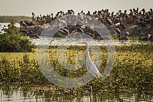 Great white egret and pelicans in the background