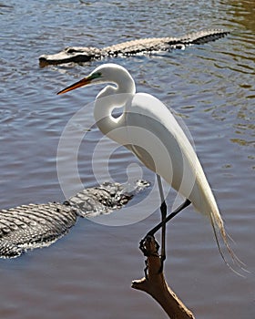 Great White Egret perched over hungry Alligators