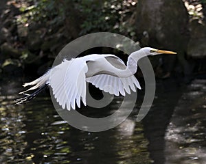 Great White Egret Photo. Picture. Image. Portrait. Close-up profile view. Flying over water. Bokeh background