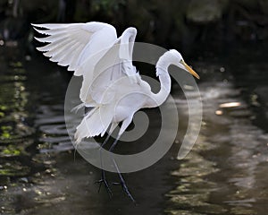 Great White Egret Photo. Picture. Image. Portrait. Close-up profile view. Flying over water. Spread wings. Angelic wings. White
