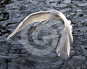 Great White Egret Photo. Picture. Image. Portrait. Close-up profile view. Flying over water. Spread wings. Open beak