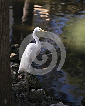 Great White Egret Photo. Picture. Image. Portrait. Close-up profile view. Standing by the water