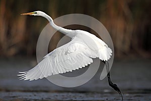 Great White Egret photo