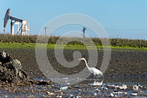 Great white egret, pollution and oil drilling pumpjack