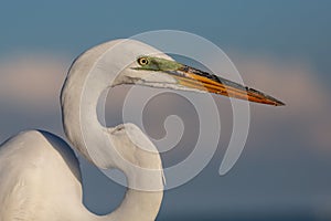 Great white egret portrait (Ardea alba), Everglades national park, Florida