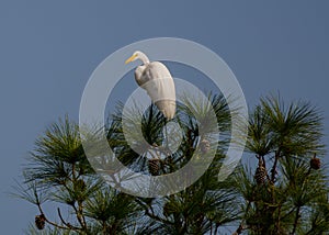 A Great White Egret Posing in the Top of a Pine Tree