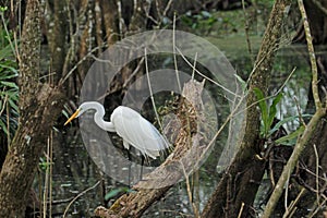 A Great White Egret in Profile in Corkscrew Swamp Florida wading