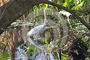 A Great White Egret in Profile in Florida Corkscrew Swamp