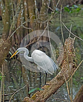 A Great White Egret in Profile in Florida Corkscrew Swamp