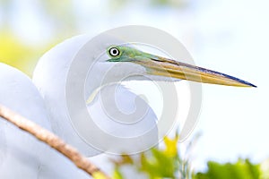 Great White Egret Profile