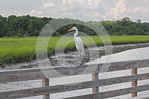 Great White Egret on a Railing