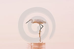 Reat White Egret with reflection on the clean sand tropical beach photo