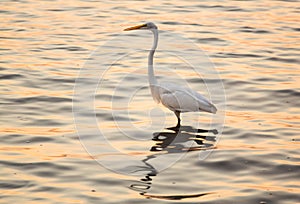 Great white egret in the sea off Tampa in Gulf