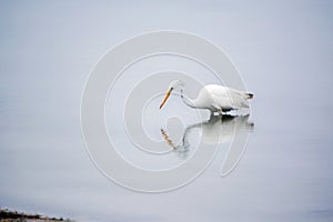 Great White Egret Searches for Food in the Bay