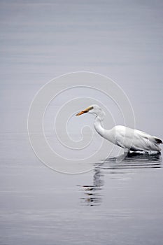 Great White Egret Searches for Food in the Bay