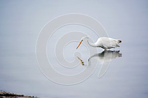 Great White Egret Searches for Food in the Bay