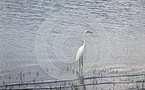 Great white egret, Selous Game Reserve, Tanzania