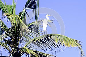 Great White Egret on Sky Blue Background