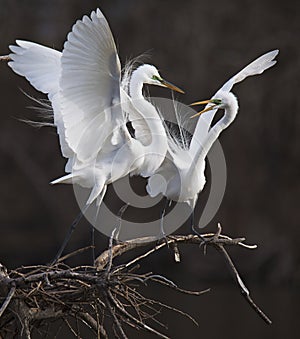 Great White Egret spar over chance to mate with female