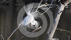 Great white egret in spring plumage