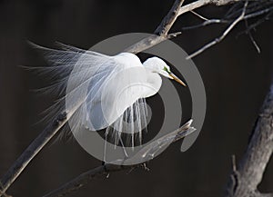 Great White Egret in springtime plumage