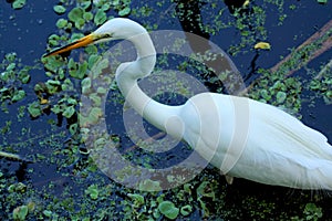 Great white egret standing in a cypress swamp in Florida.