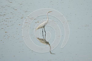 Great White Egret