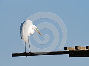 Great White Egret Standing on Wooden Beam with Back to Camera