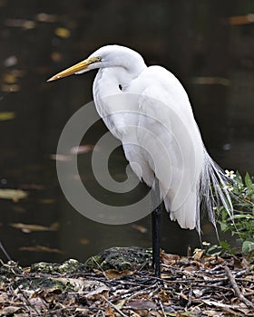 Great White Egret stock photo. Close-up profile view displaying its body, head, beak, eye, legs, white plumage with a blur