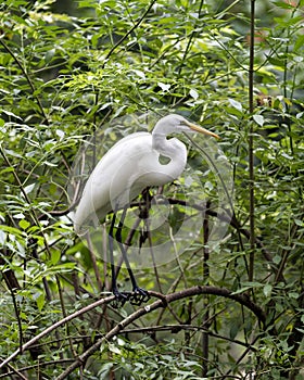 Great White Egret Stock Photo. Perched displaying white plumage feather wings, body, with a foliage background in its environment