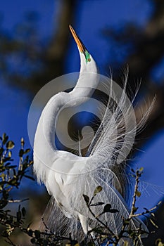 Great white egret stretches in mating dance