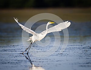 Great white egret taking flight in Florida