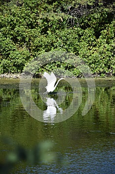 Great White Egret Taking Off in Flight