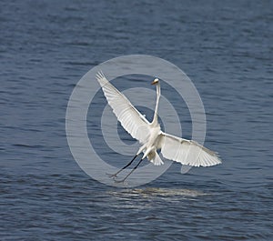 Great White Egret at Tendaba